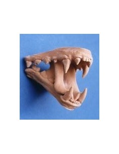 Dentadura lobo con lengua