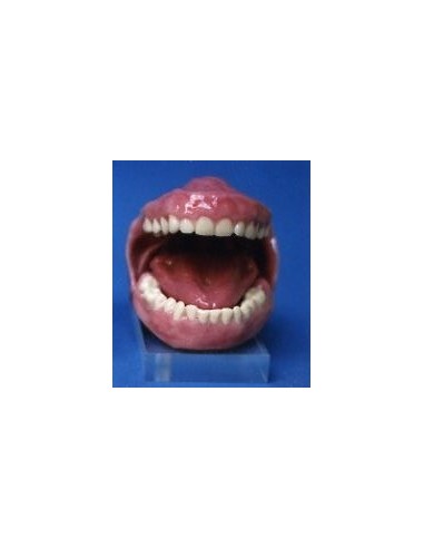 Dentadura boca humana con lengua