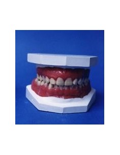Dentadura humana - 145026
