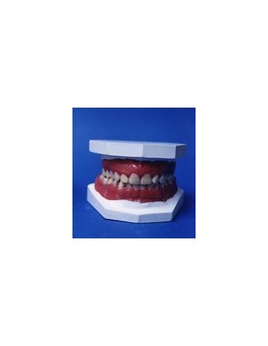 Dentadura humana - 145026