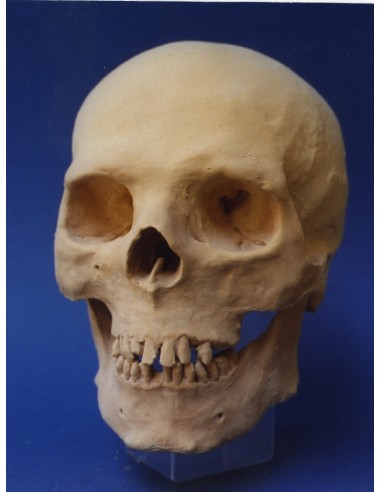 Cráneo Humano - reproducción en látex
