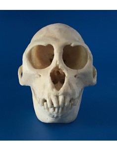 Cráneo Mono Macaco Rhesus -...