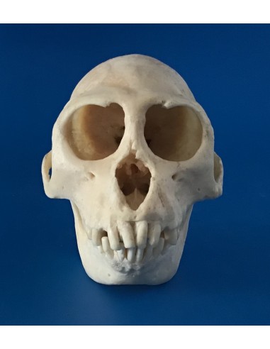 Cráneo Mono Macaco Rhesus - Macaca Mulata - reproduccion DM