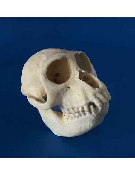 Cráneo Mono Macaco Rhesus - Macaca Mulata - 145812