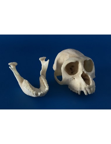 Cráneo Mono Macaco Rhesus - Macaca...