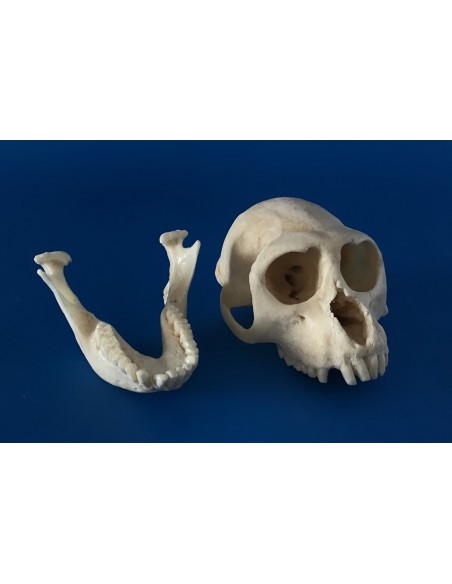 Cráneo Mono Macaco Rhesus - Macaca Mulata - 145812