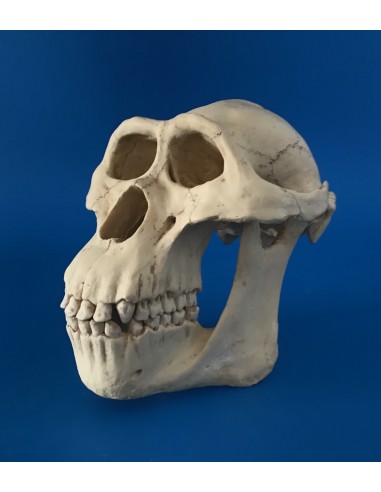 Cráneo Australopithecus Lucy - 145811 Cráneo Australopithecus Lucy - 145811
