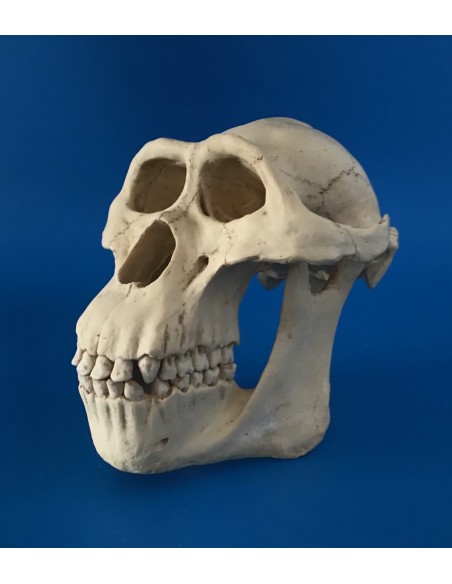 Cráneo Australopithecus Lucy - 145811