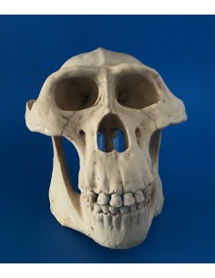 Cráneo Australopithecus...