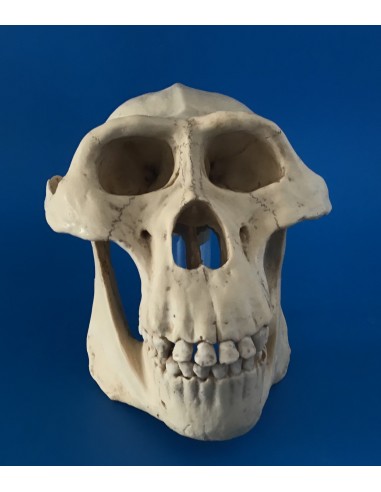 Cráneo Australopithecus Lucy - reproducción DM