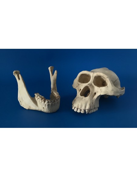 Cráneo Australopithecus Lucy - 145811